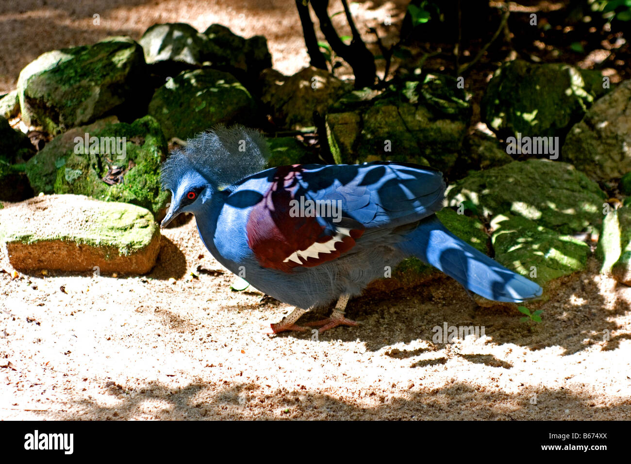 Blau-gekrönte Taube Stockfoto