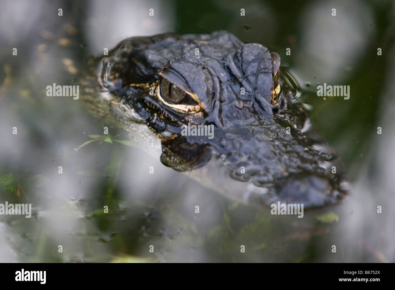 Baby-Alligator im Wasser Stockfoto