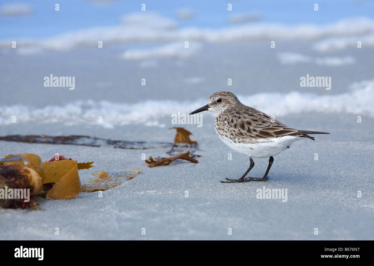 Weiße Psephotus Sandpiper Stockfoto