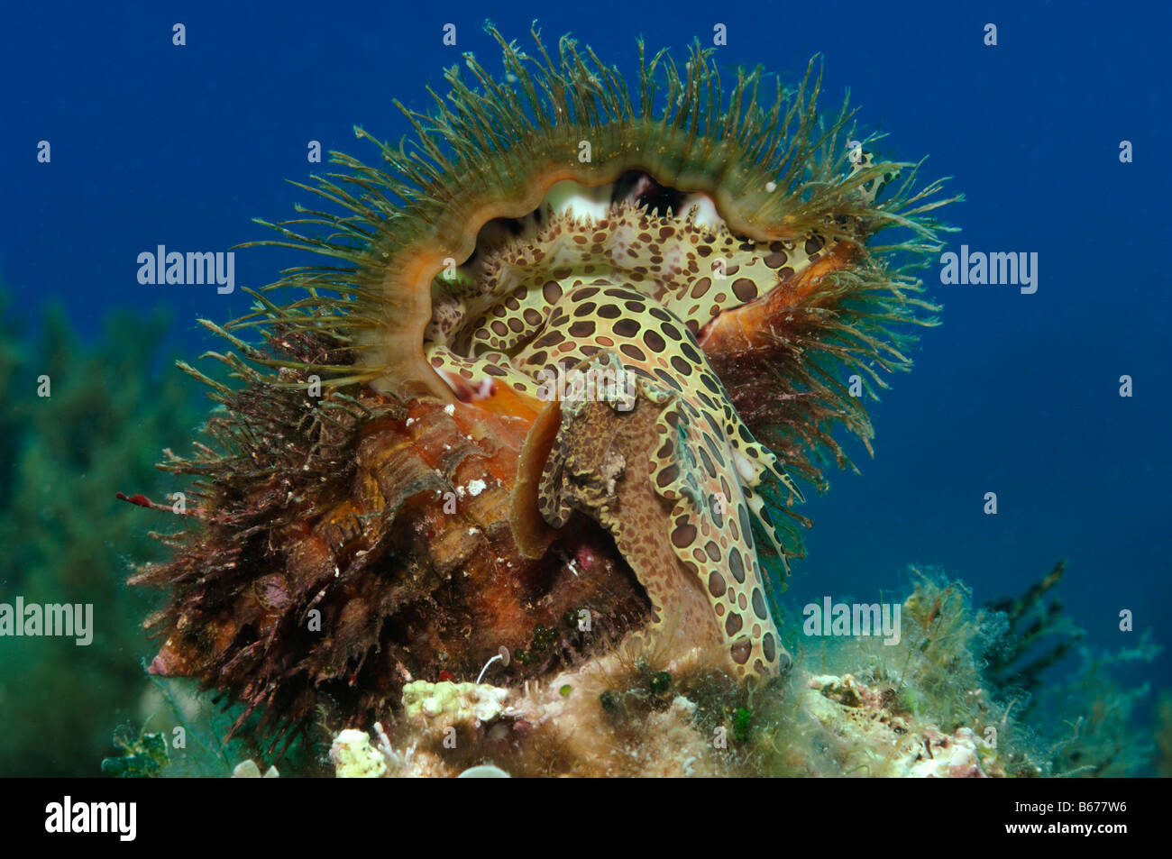 Triton Schnecke Cymatium Corrugatum Susac Insel Adria Kroatien Stockfoto