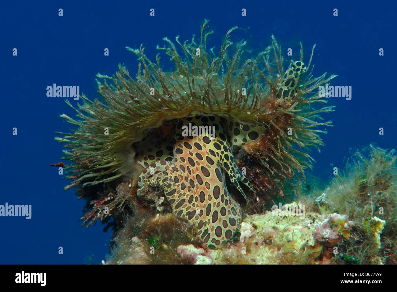 Triton Schnecke Cymatium Corrugatum Susac Insel Adria Kroatien Stockfoto