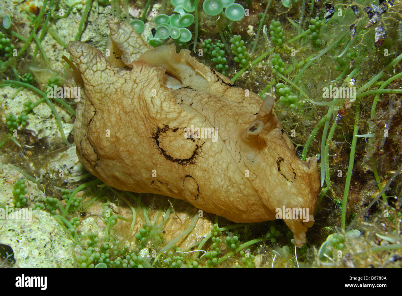 Meer-Hase zwischen Algen Aplysia Dactylomela Susac Insel Adria Kroatien Stockfoto