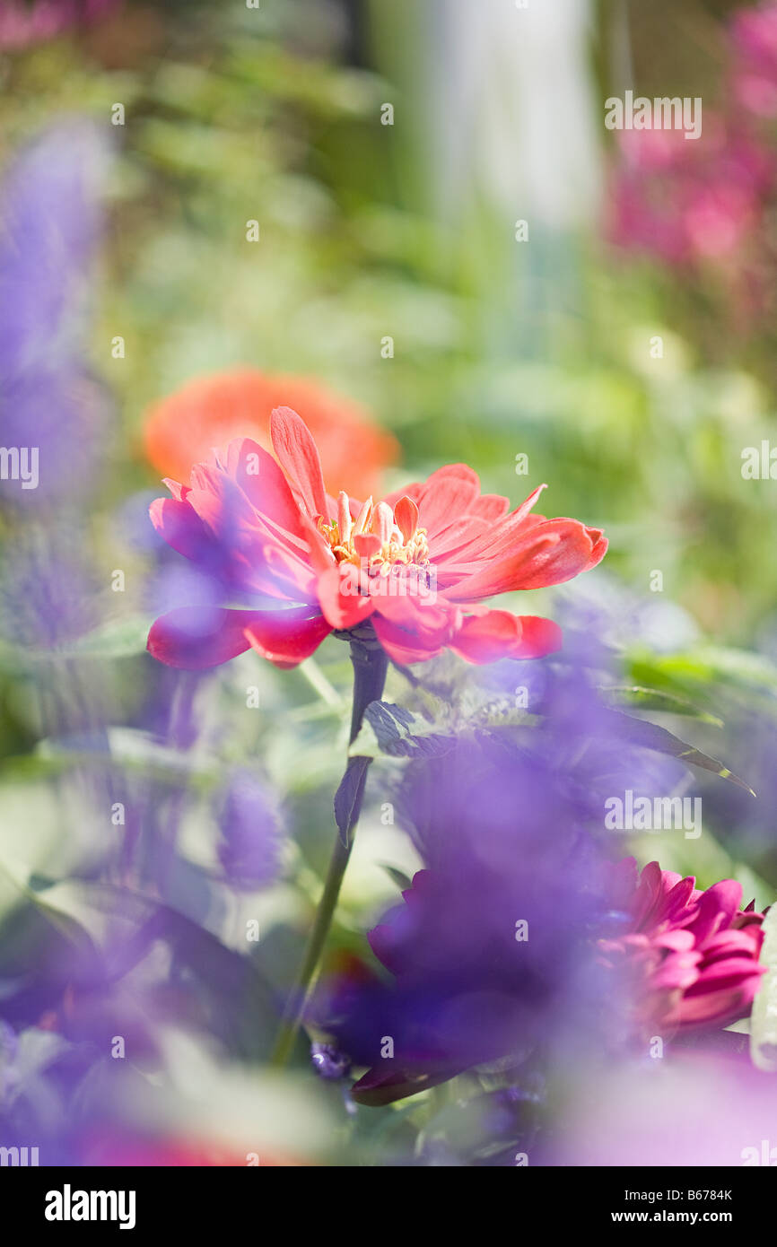 Nahaufnahme von Blumen Stockfoto