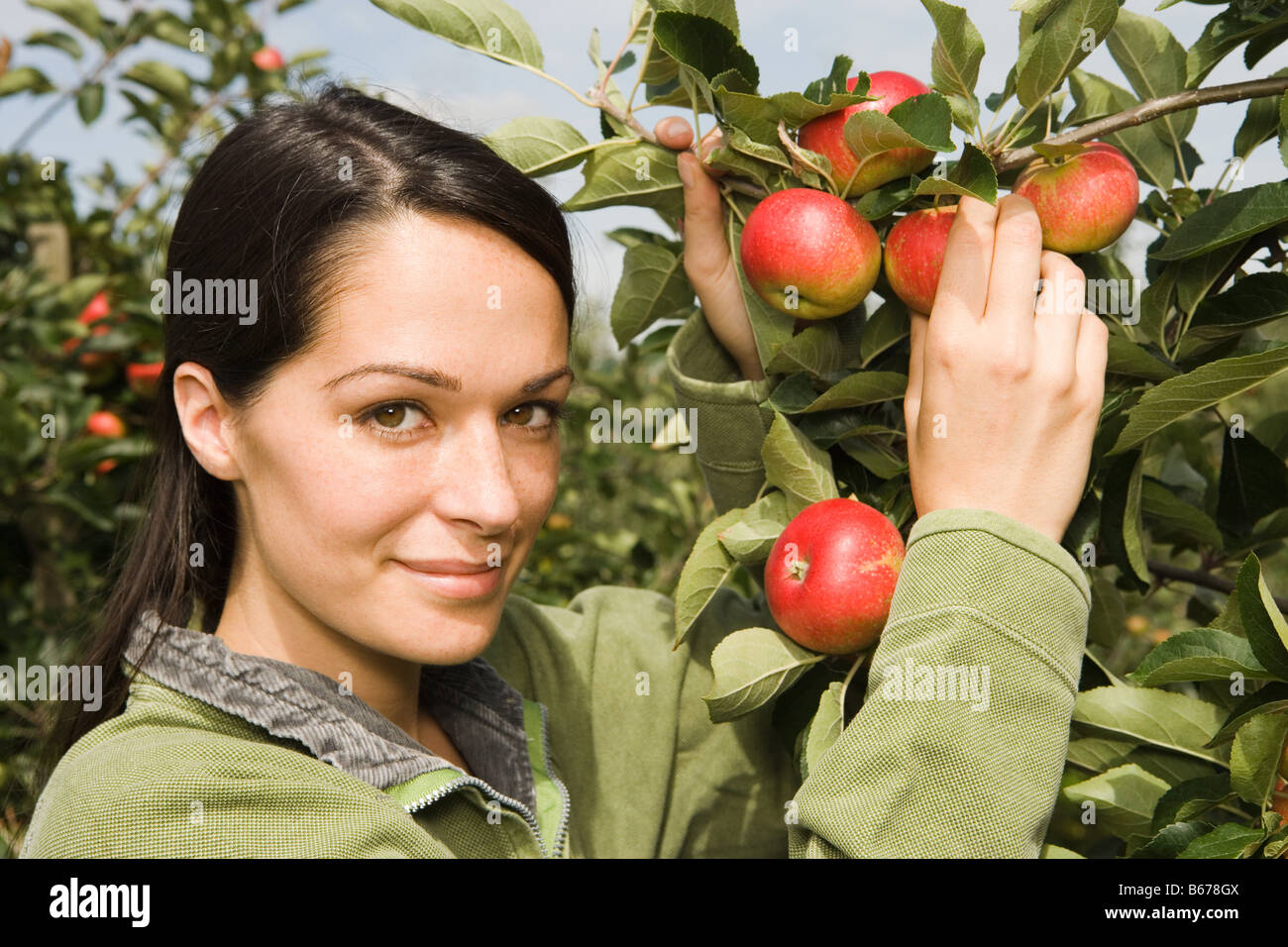 Frau Pflucken Apfel Stockfoto Bild 21058714 Alamy