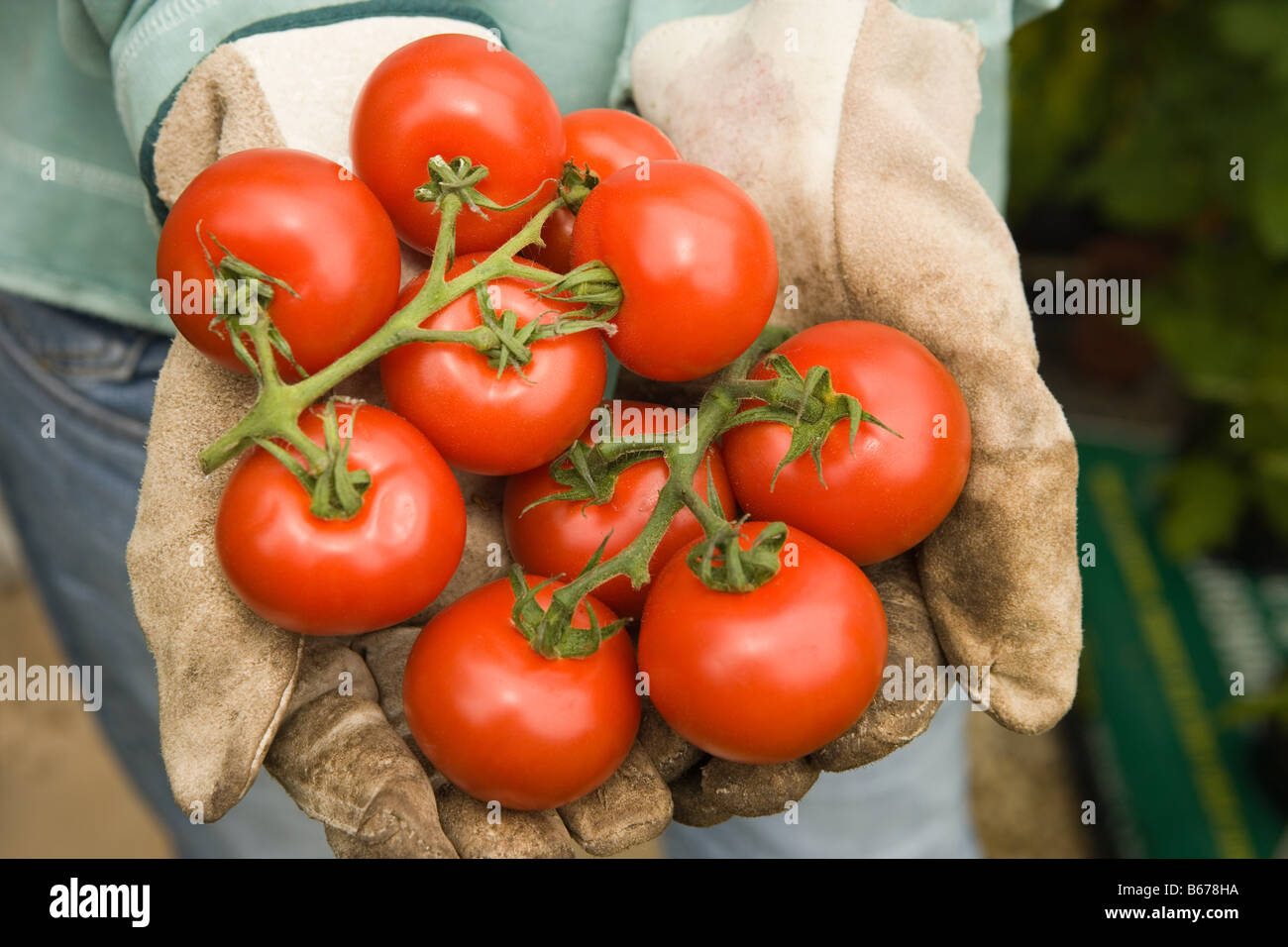 Frau halten frische Tomaten Stockfoto