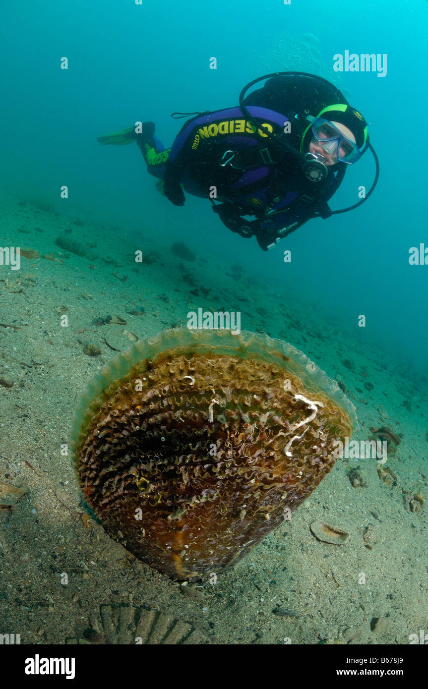 Pen Sie Shell und Taucher Pinna Nobilis Piran Adria Slowenien Stockfoto