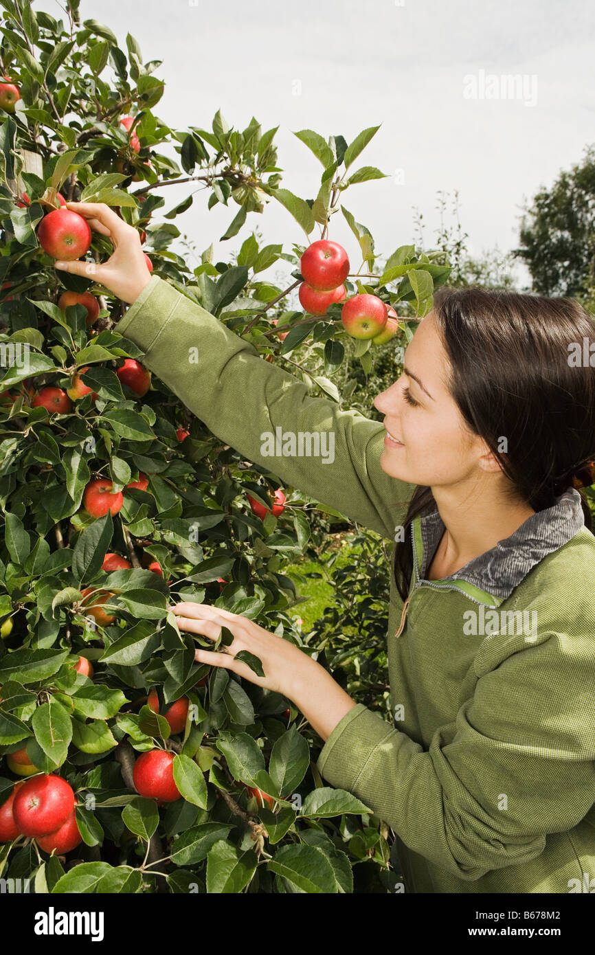 Junge Frau pflücken Äpfel Stockfoto