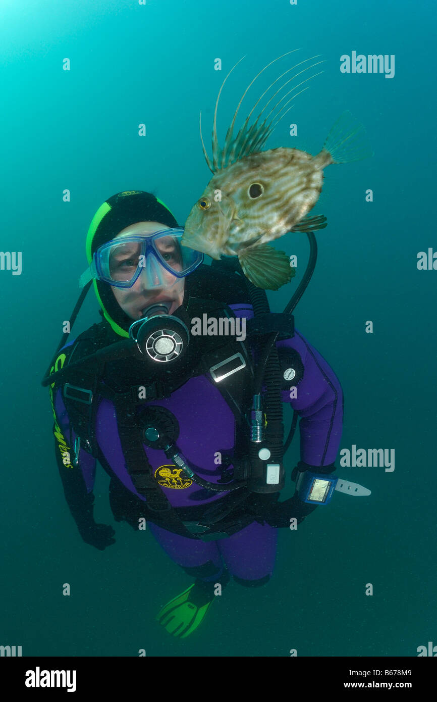 St. Petersfisch und Taucher Zeus Faber Piran Adria Slowenien Stockfoto