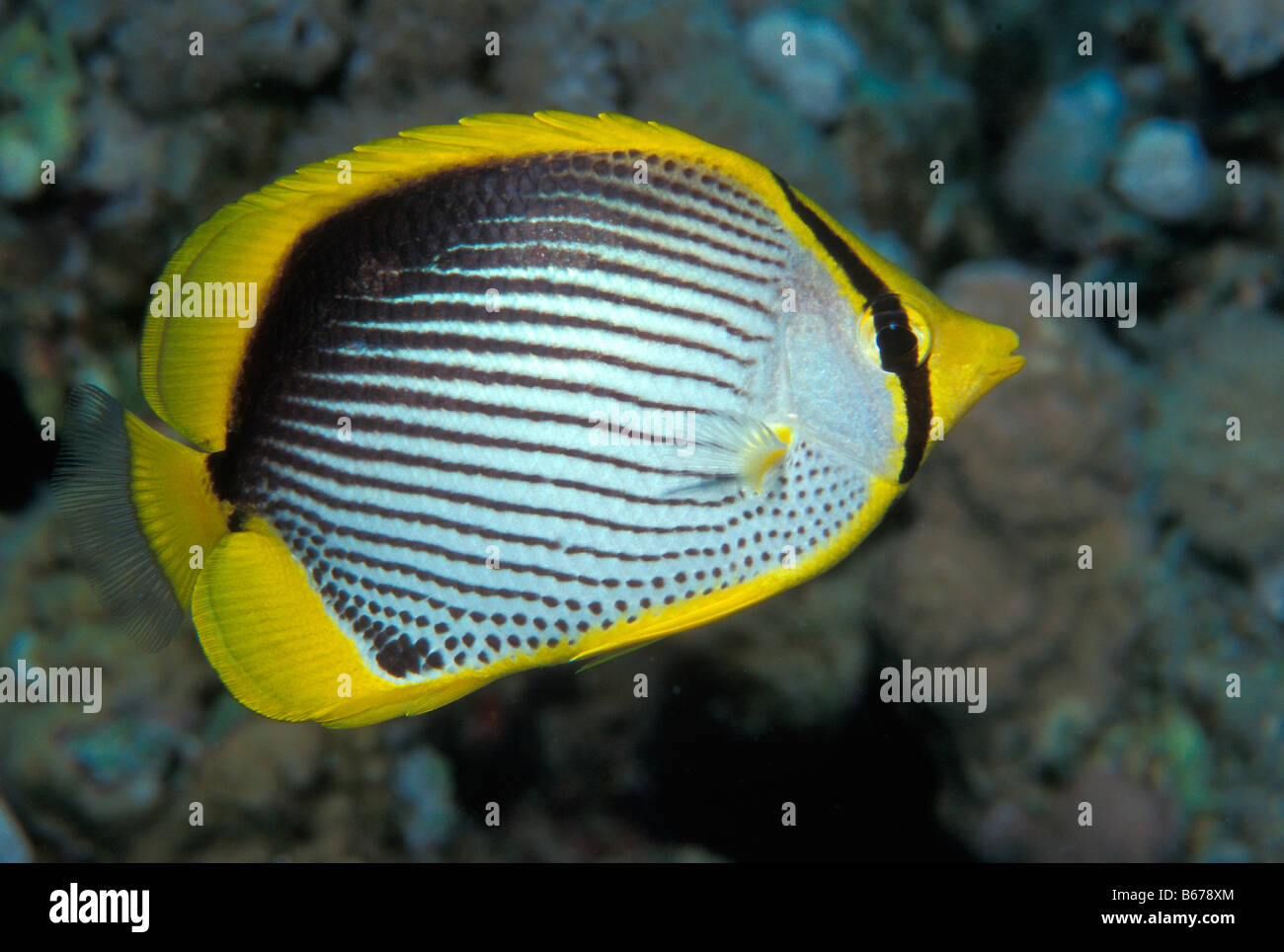 Balken Butterflyfish Chaetodontidae Melannotus Marsa Alam Rotes Meer Ägypten Stockfoto