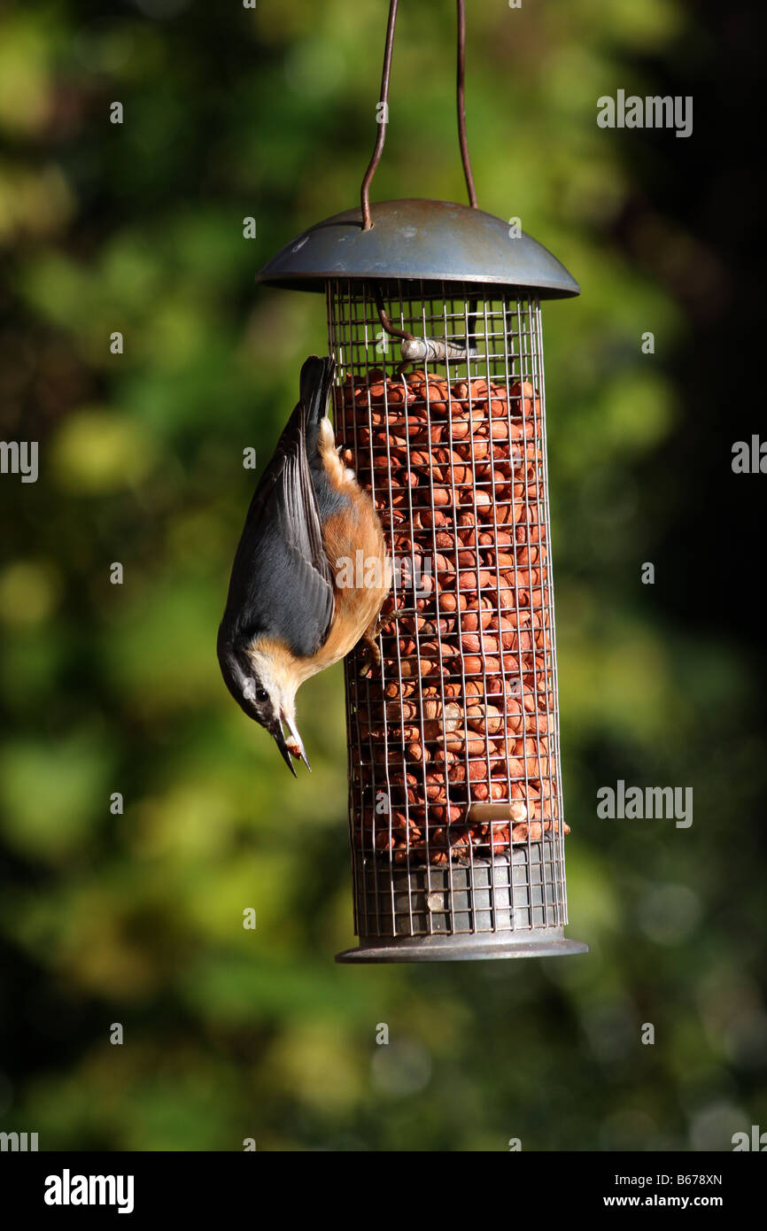 Kleiber Fütterung auf Erdnüsse am Futterhäuschen für Vögel im Garten. Stockfoto