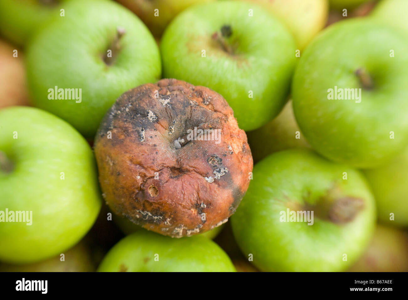 Faul fauler Apfel in unter grüne gesunde Äpfel Stockfoto