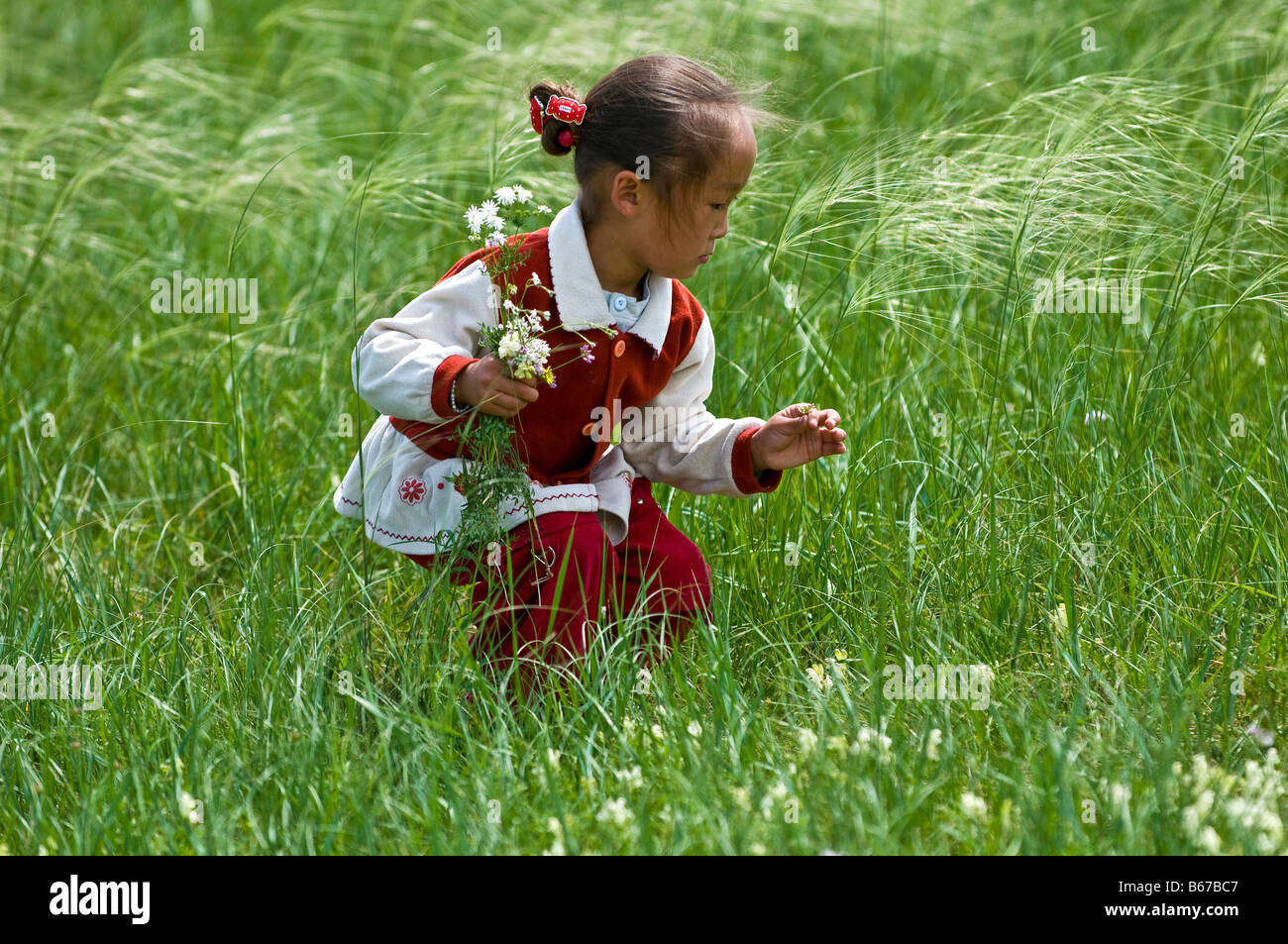 Ethnische mongolische Mädchen sammelt Grünland Blumen im Sommer Naadam Festival Xiwuzhumuqinqi Innere Mongolei China Stockfoto