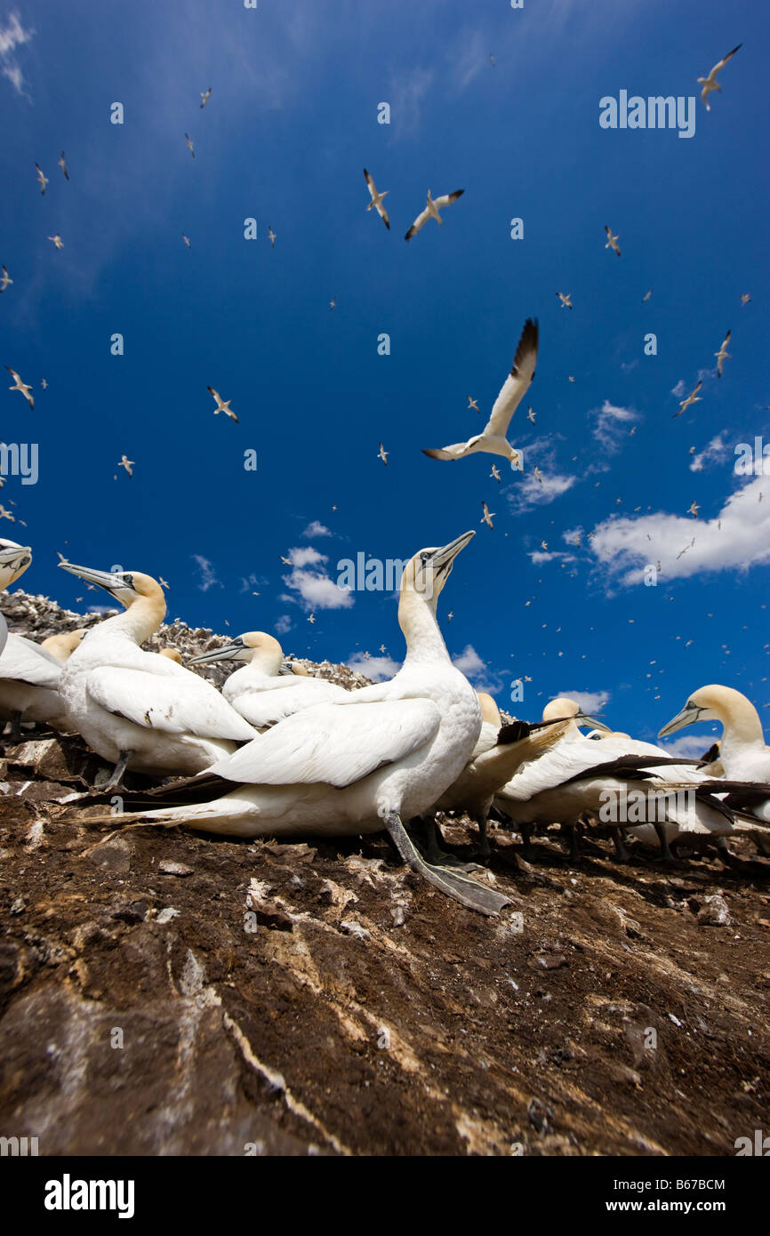 Morus Bassanus, Tölpel Kolonie, Bass Rock, Schottland Stockfoto