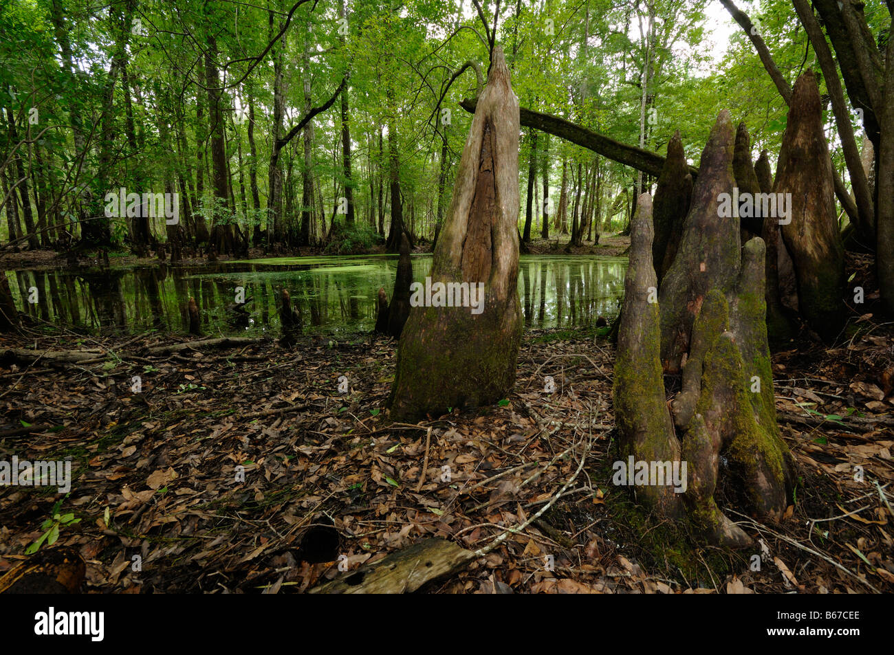 Sumpfzypresse Taxodium Distichum Chickenbranch Spüle Wakulla county North Florida Stockfoto