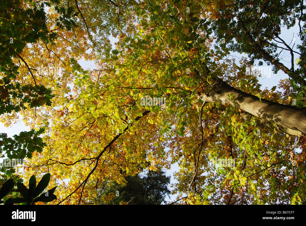 Frosch Blick auf herbstliche Buche mit gelben Blättern und blauer Himmel Stockfoto
