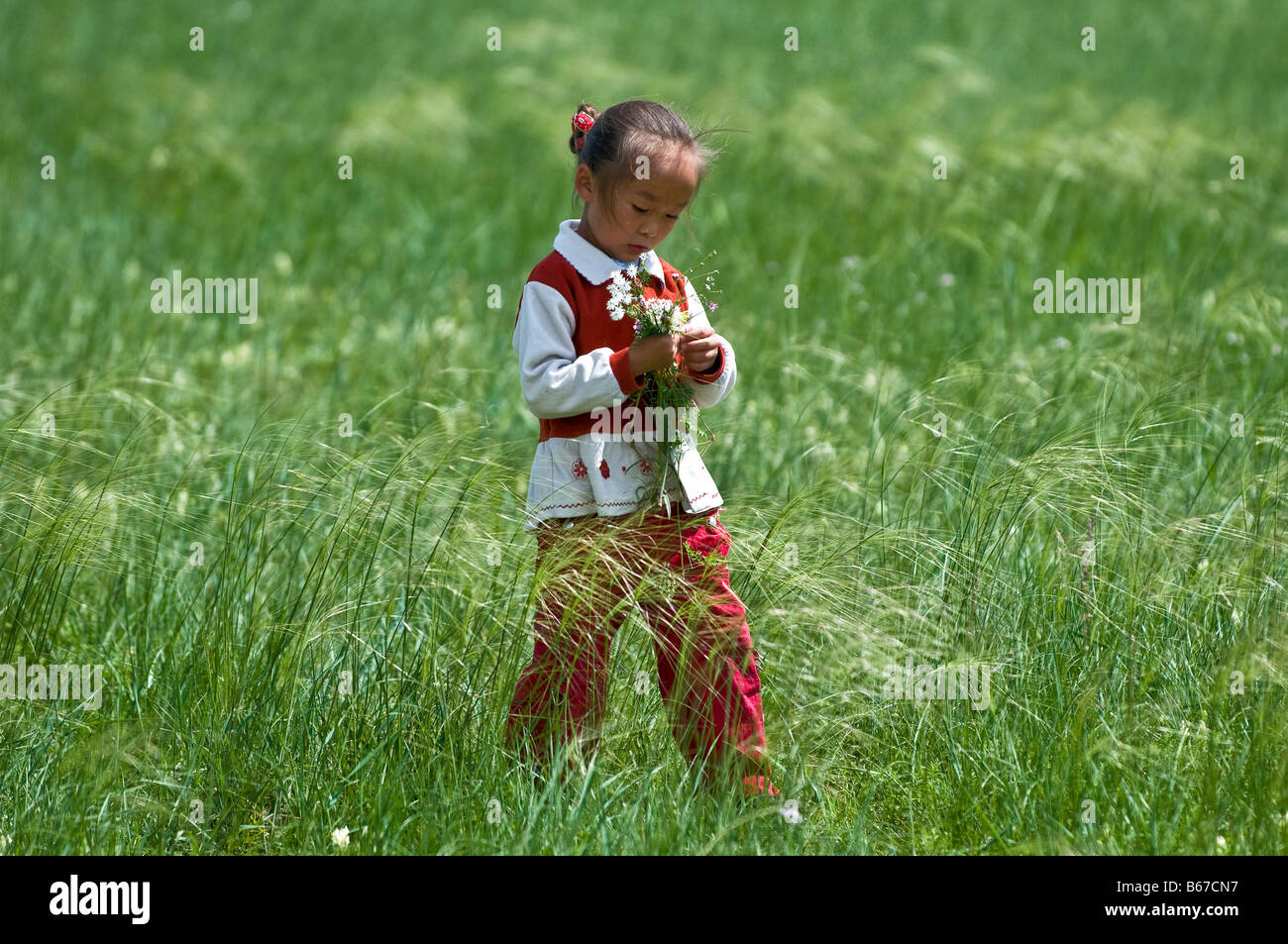 Ethnische mongolische Mädchen sammelt Grünland Blumen im Sommer Naadam Festival Xiwuzhumuqinqi Innere Mongolei China Stockfoto