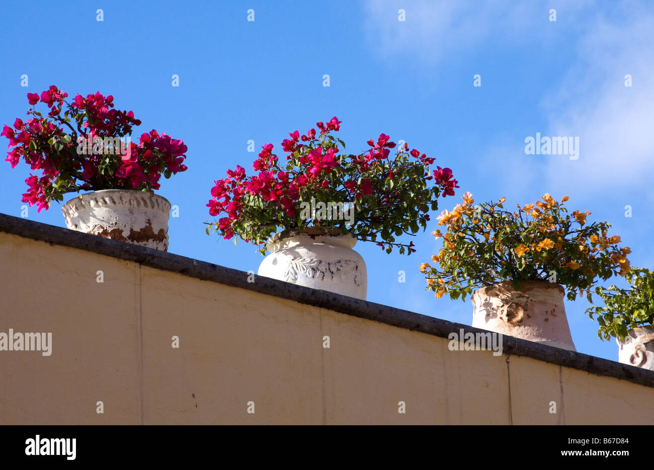 Eine Dachterrasse beinhaltet von Topfpflanzen in San Miguel de Allende. Stockfoto