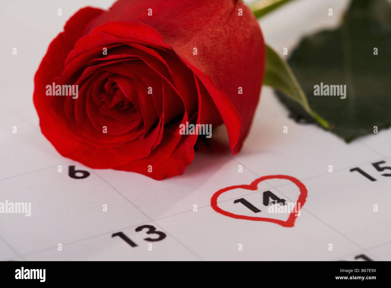 Rote rose liegt auf Kalender mit 14. Februar markiert mit Herzform Stockfoto