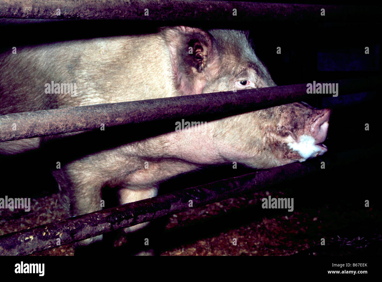 Ein Schwein Wildschwein in einem Schweinestall Stockfoto