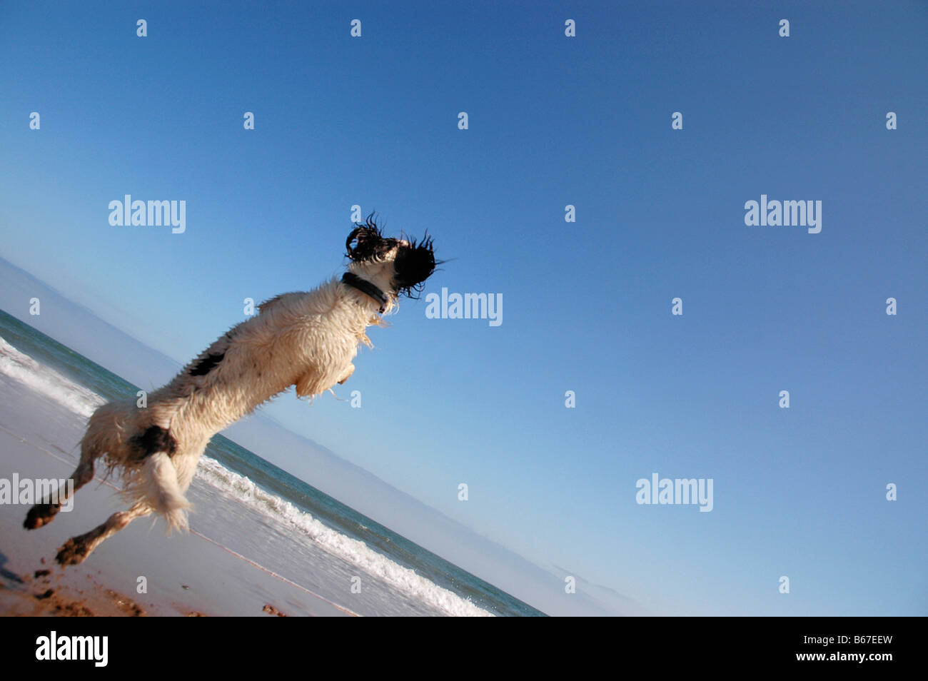 Ein Springer Spaniel zur Aktion am Strand aus dem Boden schießen. Stockfoto