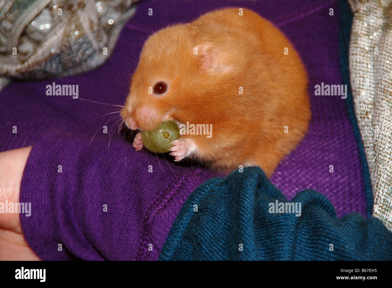 Ein gold Hamster stopft eine Traube in den Mund beim Sitzen auf dem Arm einer jungen Frau. Stockfoto