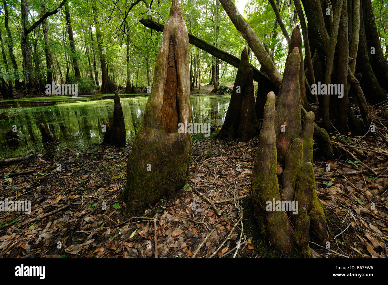 Sumpfzypresse Taxodium Distichum Chickenbranch Spüle Wakulla county North Florida Stockfoto