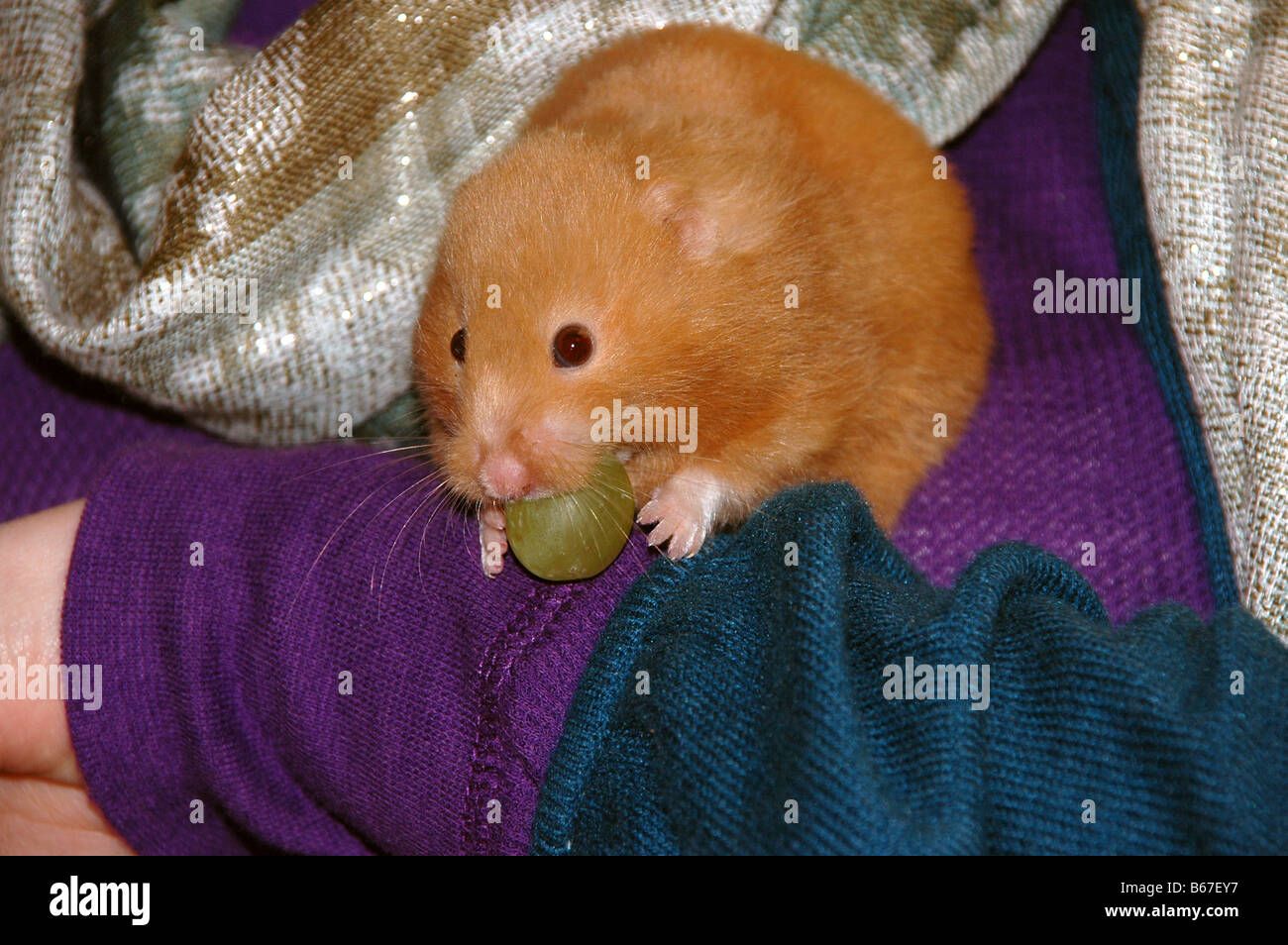 Ein gold Hamster stopft eine Traube in den Mund beim Sitzen auf dem Arm einer jungen Frau. Stockfoto