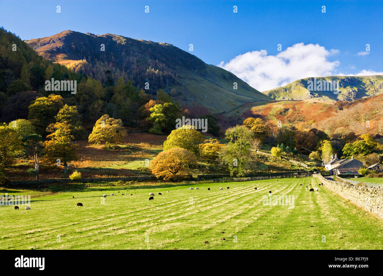 Schafe weiden unter den Fells an einem sonnigen Herbsttag bei Glencoyne im Lake District National Park Cumbria England UK Stockfoto