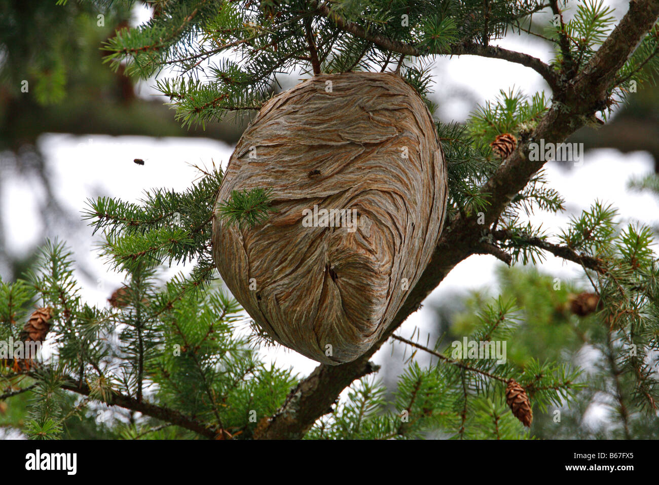 Wespennest hoch oben in einem Baum in Qualicum Vancouver Island BC im August Stockfoto