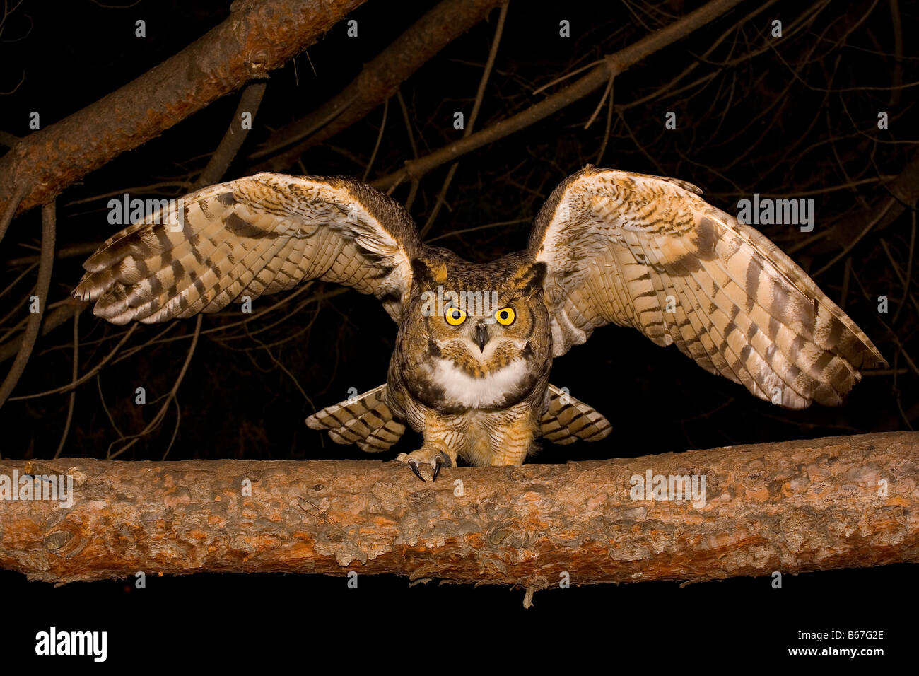 Große gehörnte Eule (Bubo Virginianus) nachts Stockfoto