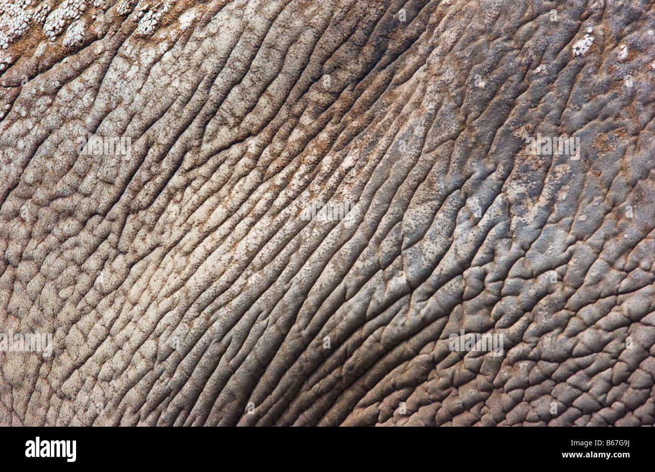 Nahaufnahme von Elefantenhaut Stockfoto