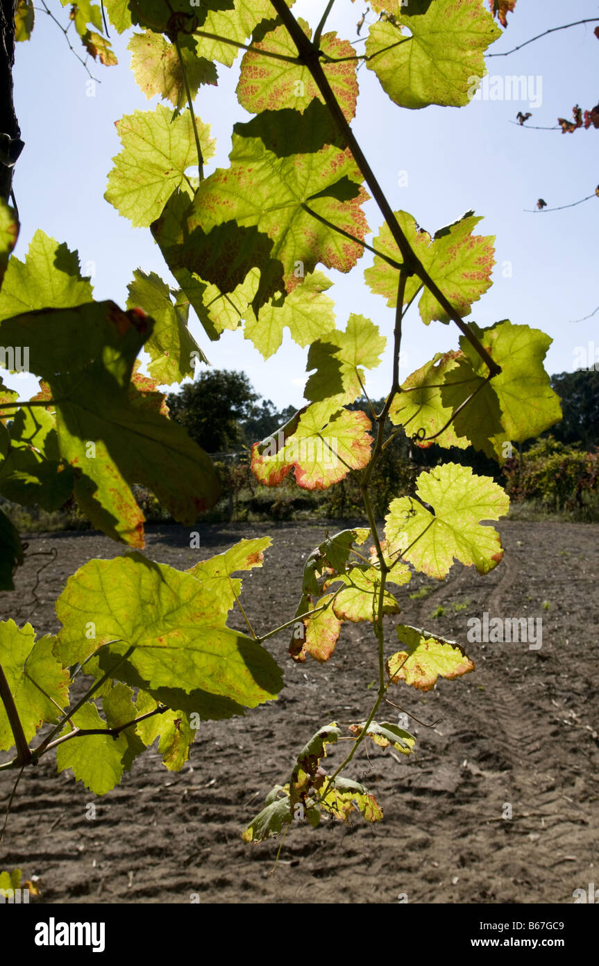 Vinho Verde Reben in der Region Minho, Portugal Stockfoto