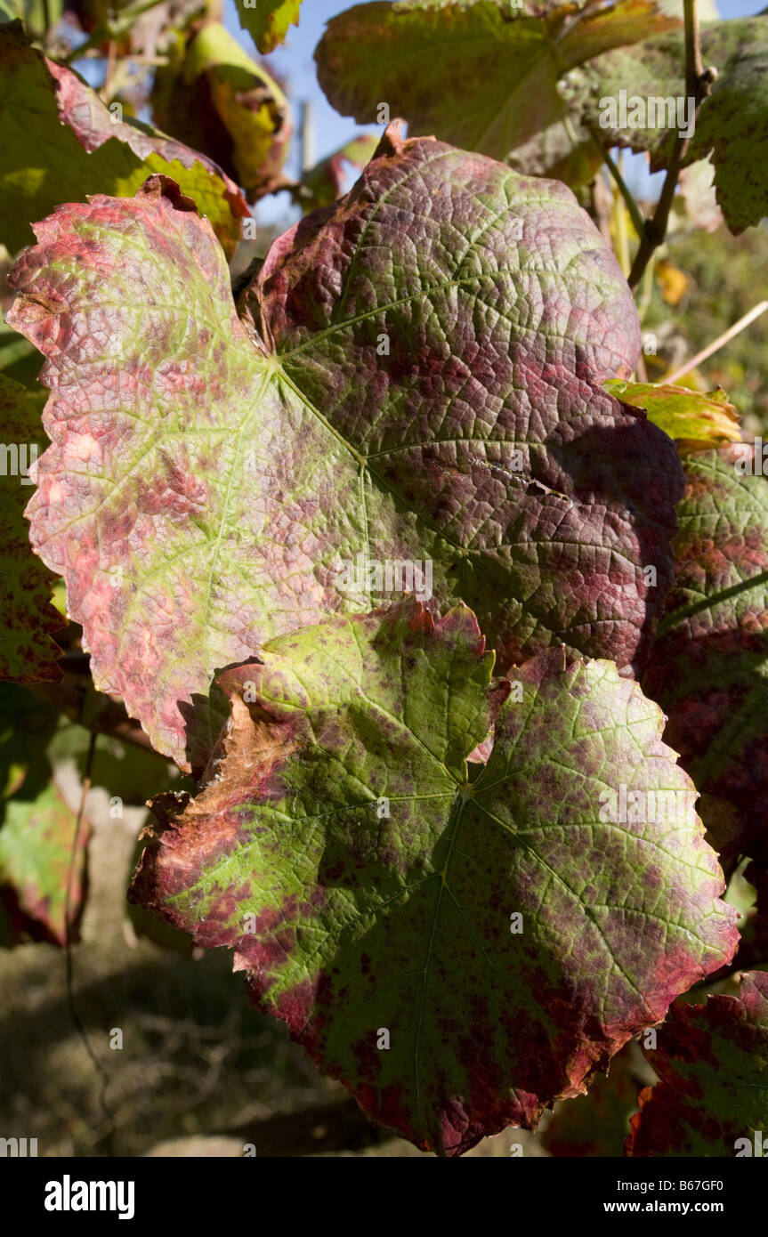 Vinho Verde Reben in der Region Minho, Portugal Stockfoto