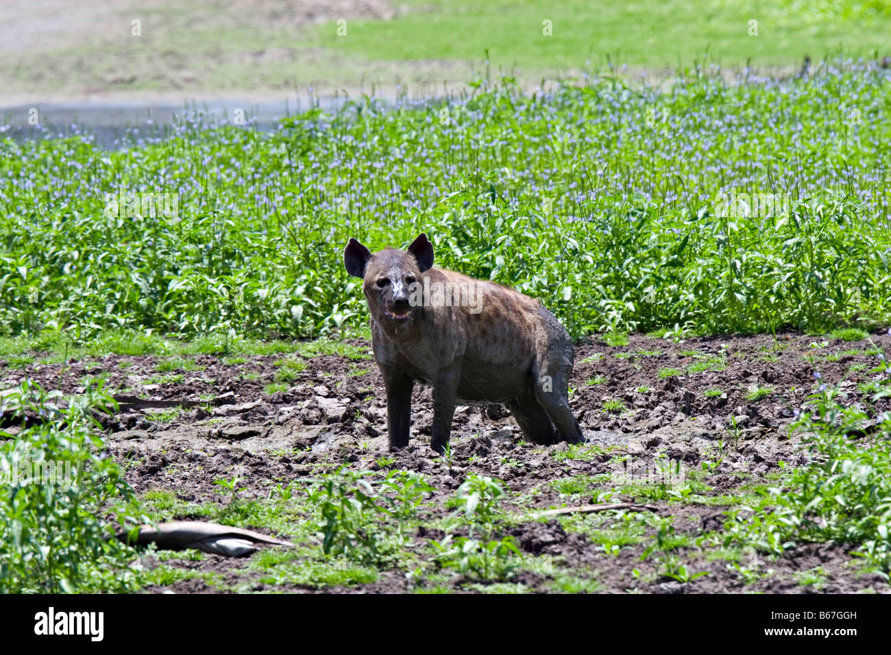 Gefleckte Hyänen (Crocuta Crocuta) im Selous Game Reserve Stockfoto