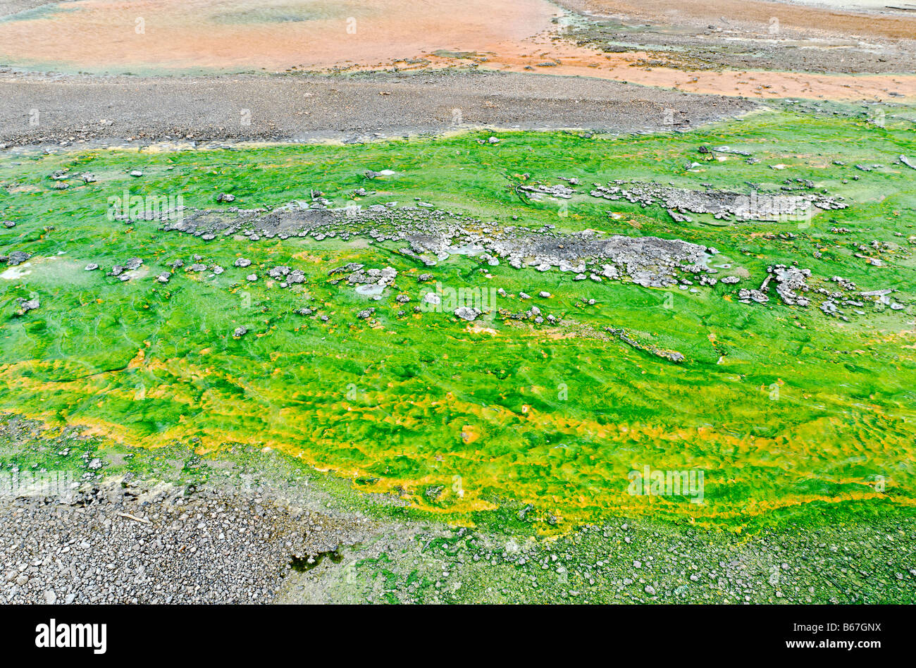 Nahaufnahme des Abflusses eine heiße Quelle mit bunten Algen und Bakterien. Stockfoto