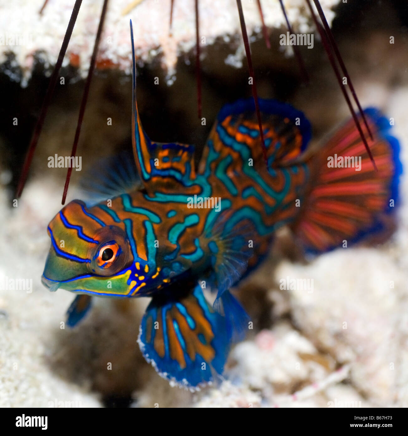 Kleine tropische Fische Mandarienenfische hautnah Sipadan Celebes-See Stockfoto
