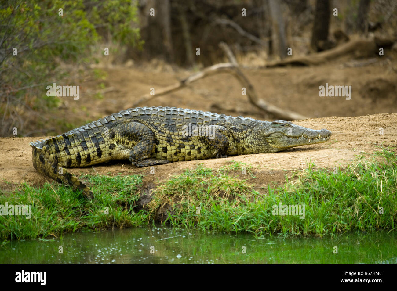 wild wild Nil-Krokodil Crocodylus Niloticus liegend schlafen Schlaf aus Wasser Wasserloch Süd-Afrika Südafrika Dicke, Fette Stockfoto