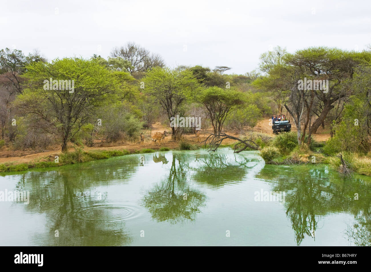 Jepp Safari zu einem grünen Wasserloch Antilopen Fahrzeug Volk Urlaub Südafrika Akazien Stockfoto