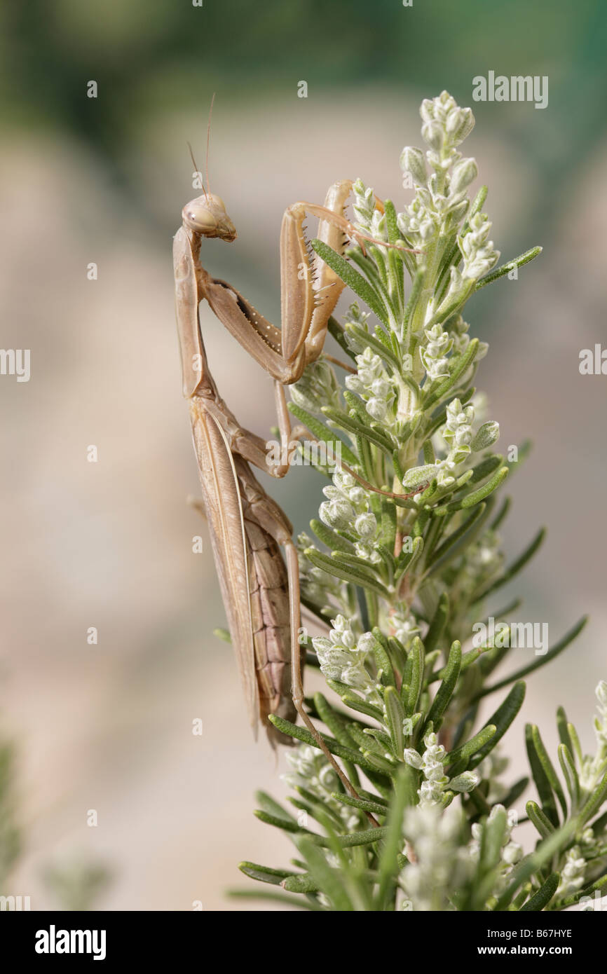 Jagd Gottesanbeterin Mantis Religiosa Peloponnes Griechenland Stockfoto