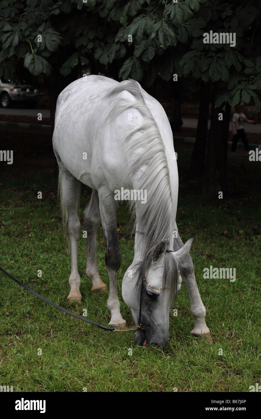 Graue Arabisches Pferd Stockfoto