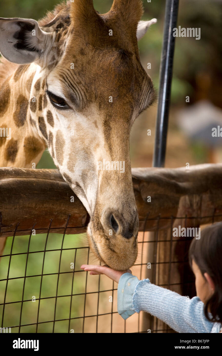 Langata Giraffe Center Nairobi Kenia Afrika Stockfoto