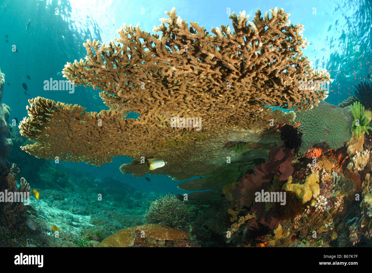 Große Tabelle Koralle Acropora Spec Alor kleinen Sunda-Inseln Indo Pacific Indonesien Stockfoto