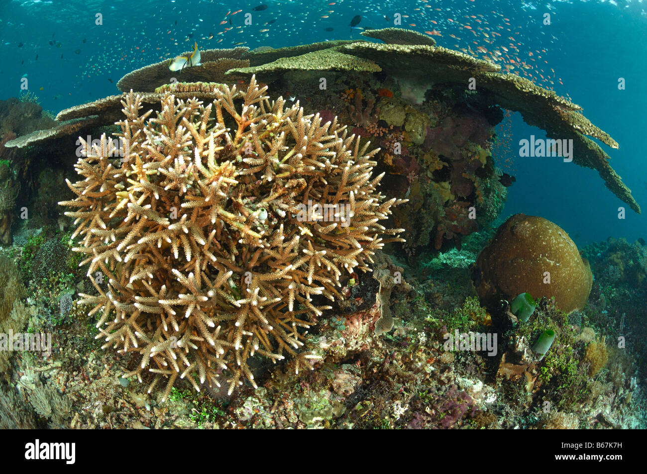 Verzweigten Korallen und Tabelle Korallen Acropora spec Alor kleinen Sunda-Inseln Indo Pacific Indonesien Stockfoto