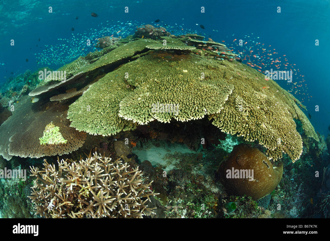 Verzweigten Korallen und Tabelle Korallen Acropora spec Alor kleinen Sunda-Inseln Indo Pacific Indonesien Stockfoto