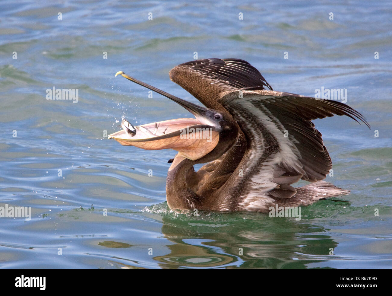 Brauner Pelikan mit Fischen in offenen Bill Pelecanus occidentalis Stockfoto