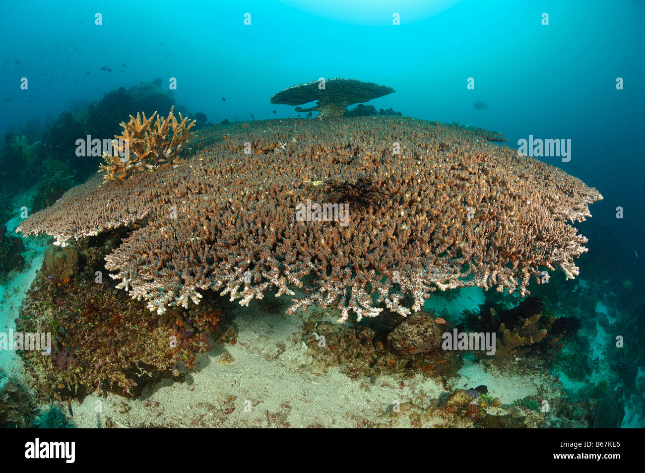 Riesige Tabelle Koralle Acropora Spec Alor kleinen Sunda-Inseln Indo Pacific Indonesien Stockfoto