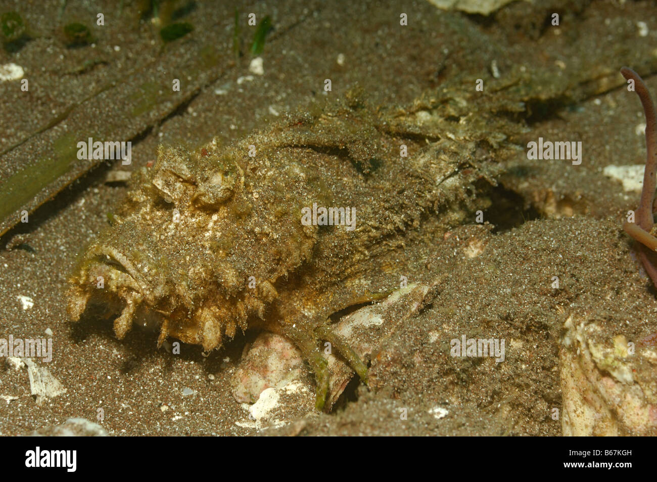Venemous stacheligen Devilfish Inimicus Didactylus Alor kleinen Sunda-Inseln Indo Pacific Indonesien Stockfoto