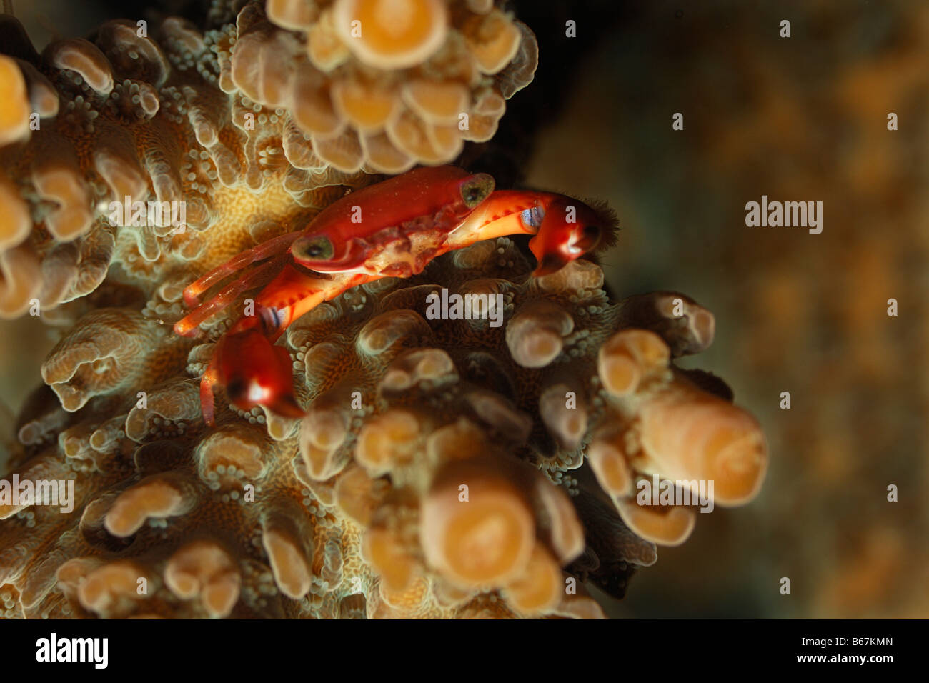 Korallen Krabbe Trapeze spec Alor kleinen Sunda-Inseln Indo Pacific Indonesien Stockfoto