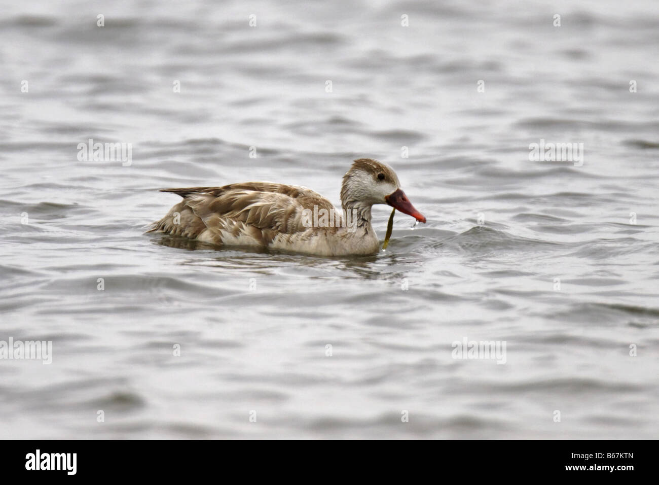 Kolbenente Netta Rufina rot Crested Tafelenten Nette rousse Stockfoto