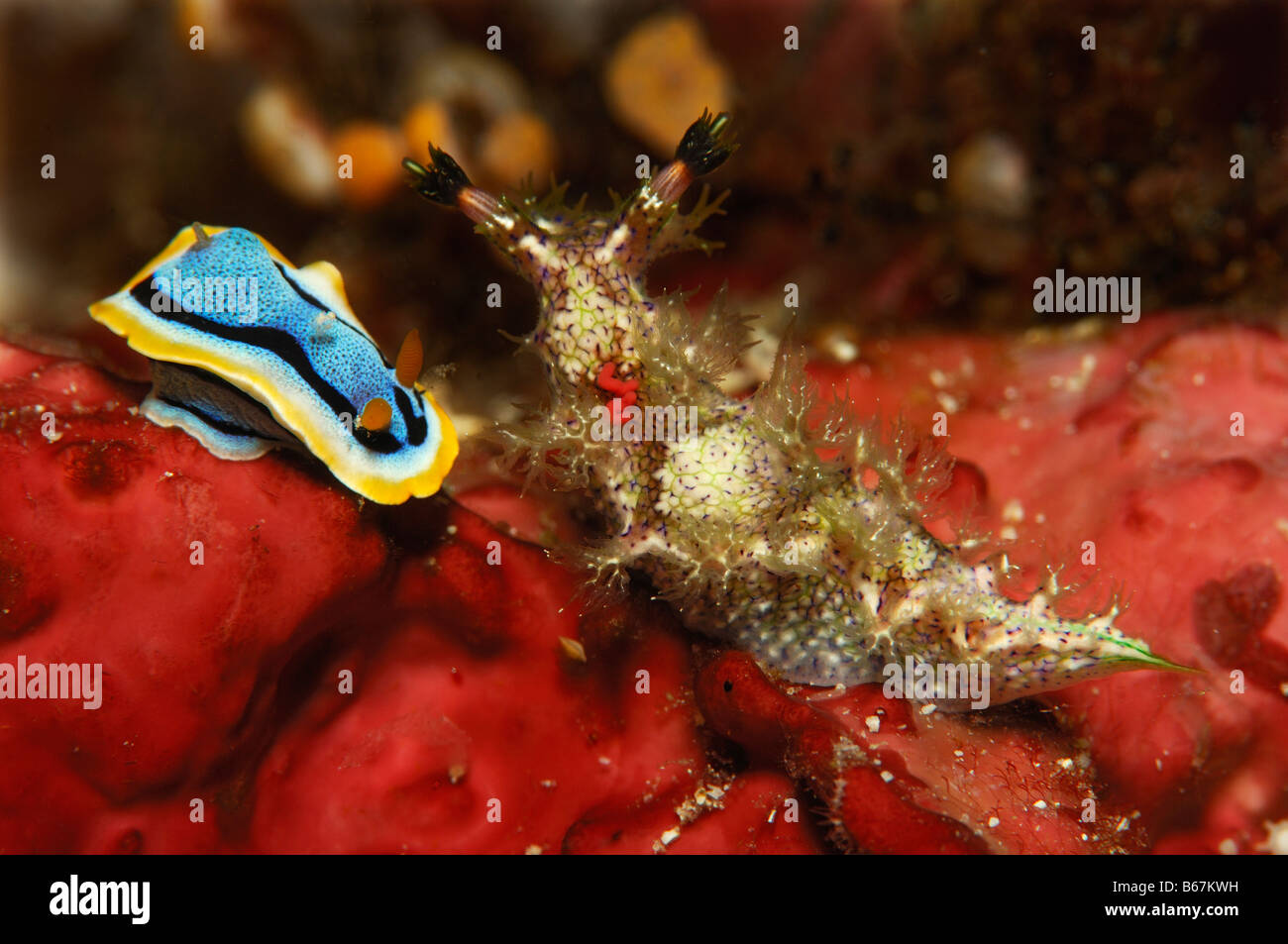 Chromodoris und Mariona Nacktschnecken Chromodoris Annae Mariona Spec Alor kleinen Sunda-Inseln Indo Pacific Indonesien Stockfoto